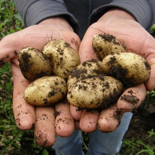 Zajmujesz się uprawą ziemniaków? Sprawdź te informacje