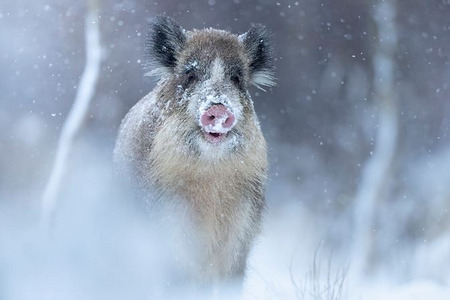 Stając oko w oko z dzikiem trudno powiedzieć kto jest bardziej zaskoczony Fot. Marcin Mufazałów